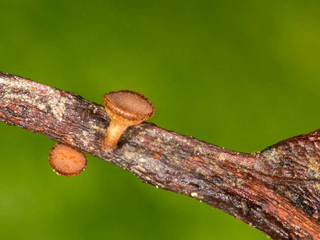 rutstroemia-petiolorum3.jpg