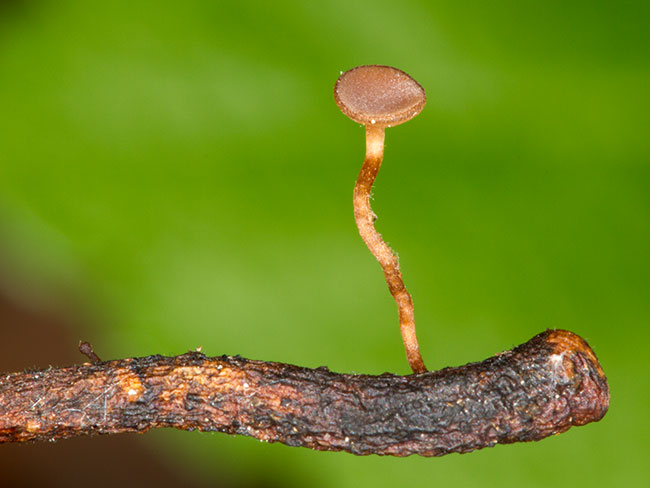 rutstroemia-petiolorum2.jpg