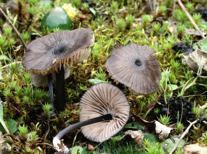Entoloma_lampropus.jpg