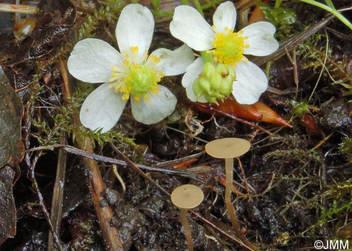 Botryotinia ranunculi 1.jpg