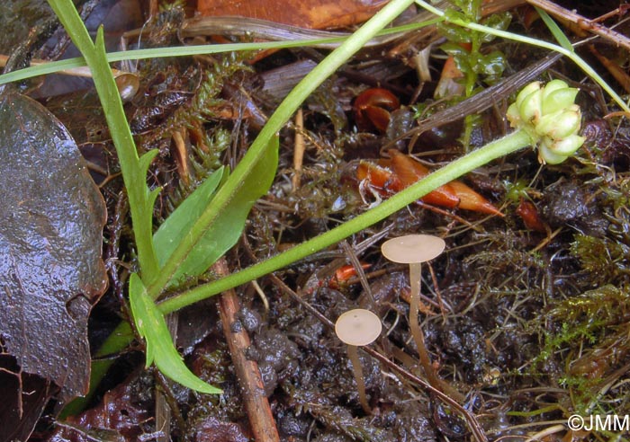 Botryotinia ranunculi 4.jpg