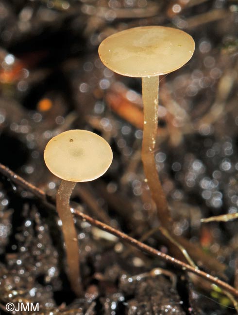 Botryotinia ranunculi 2.jpg