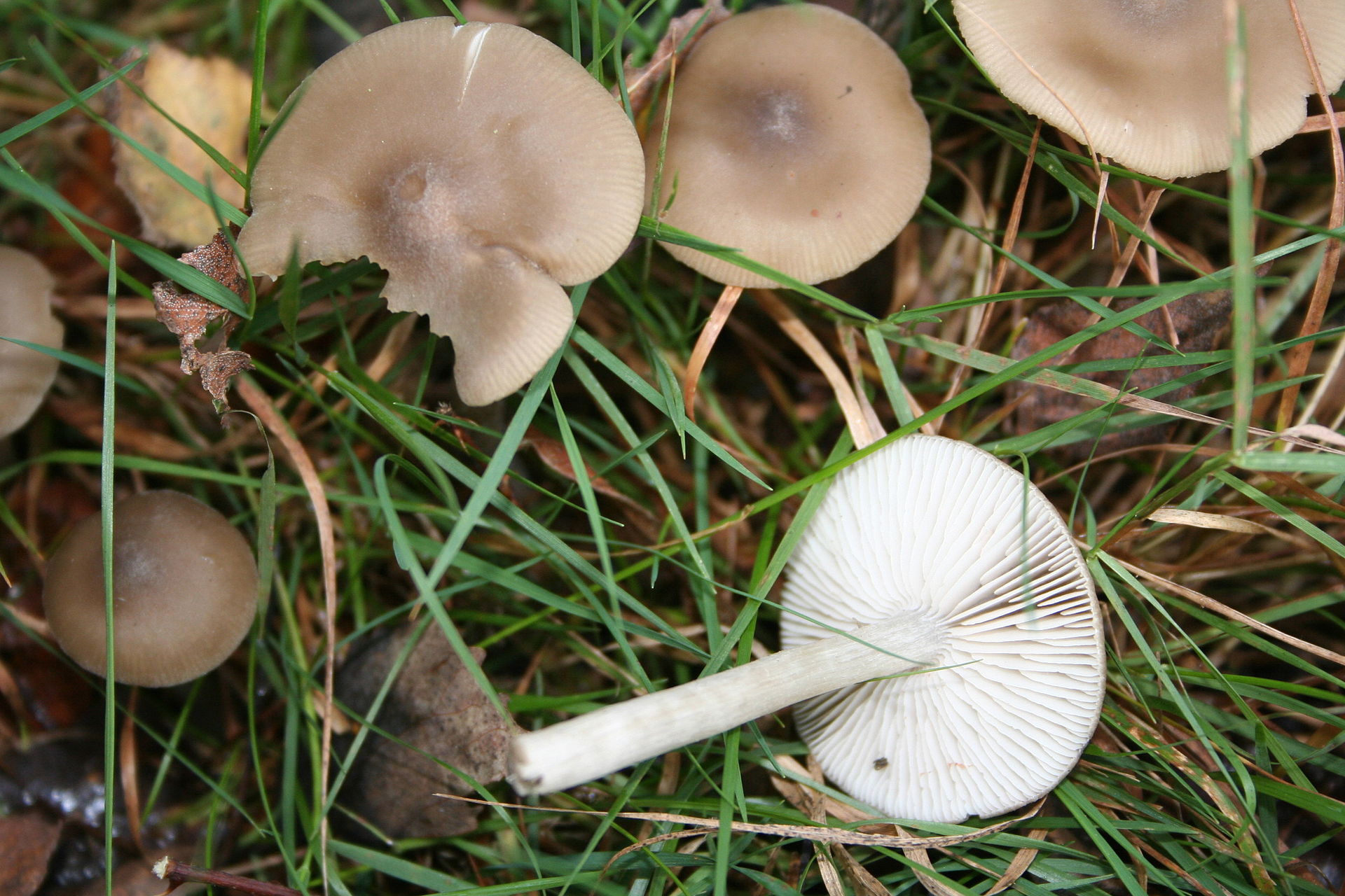 Entoloma_sordidulum_051106w.jpg