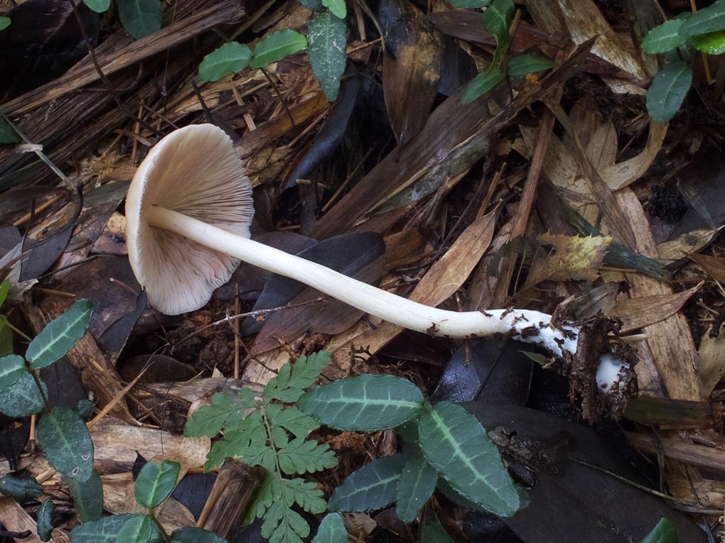 DSCF4864.jpg