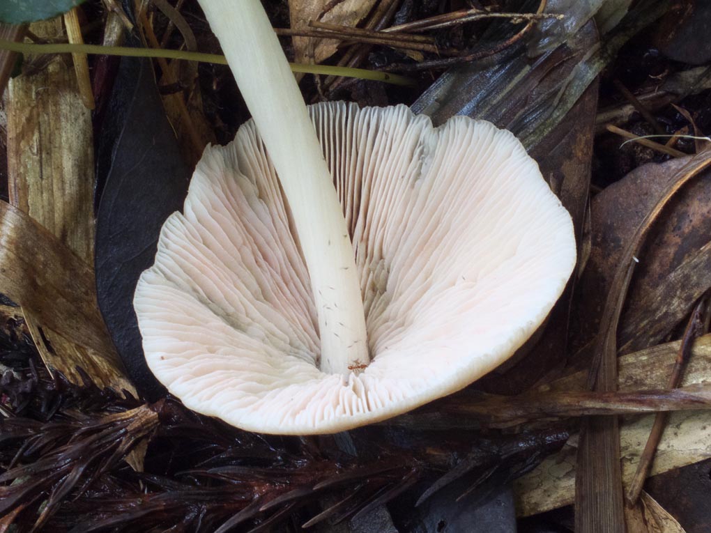 DSCF4865.jpg