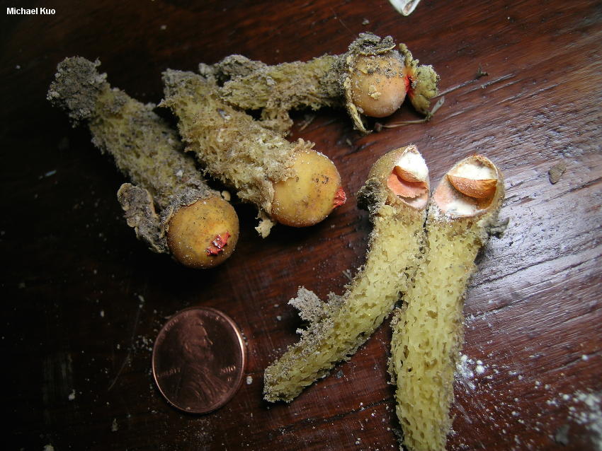 calostoma_lutescens_03.jpg