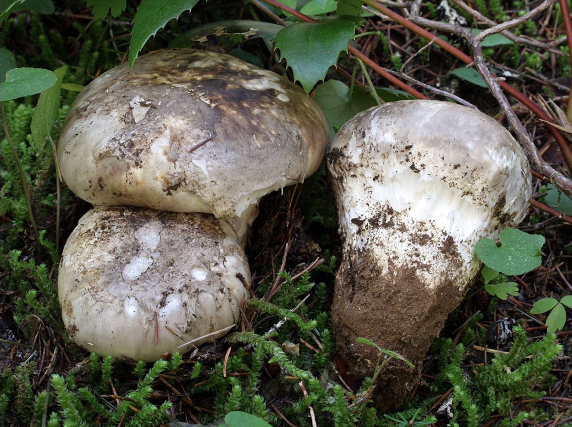 ventricosum2.JPG
