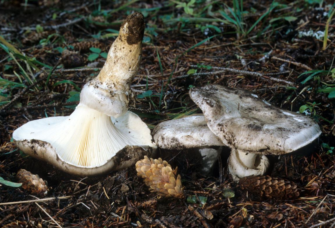 ventricosum1.JPG