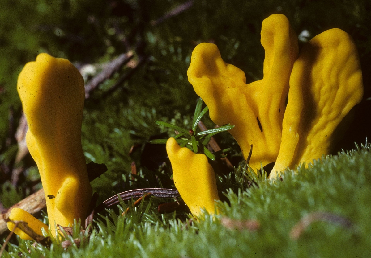 Neolecta_irregularis_76559.jpg