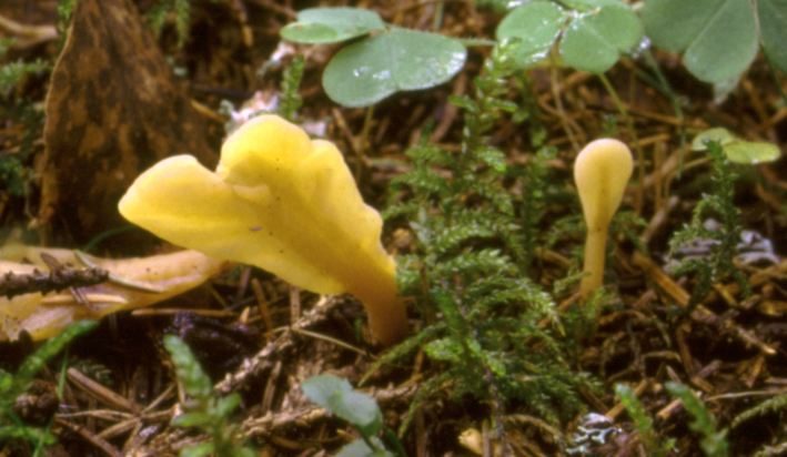 Spathularia_flavida_29116.jpg