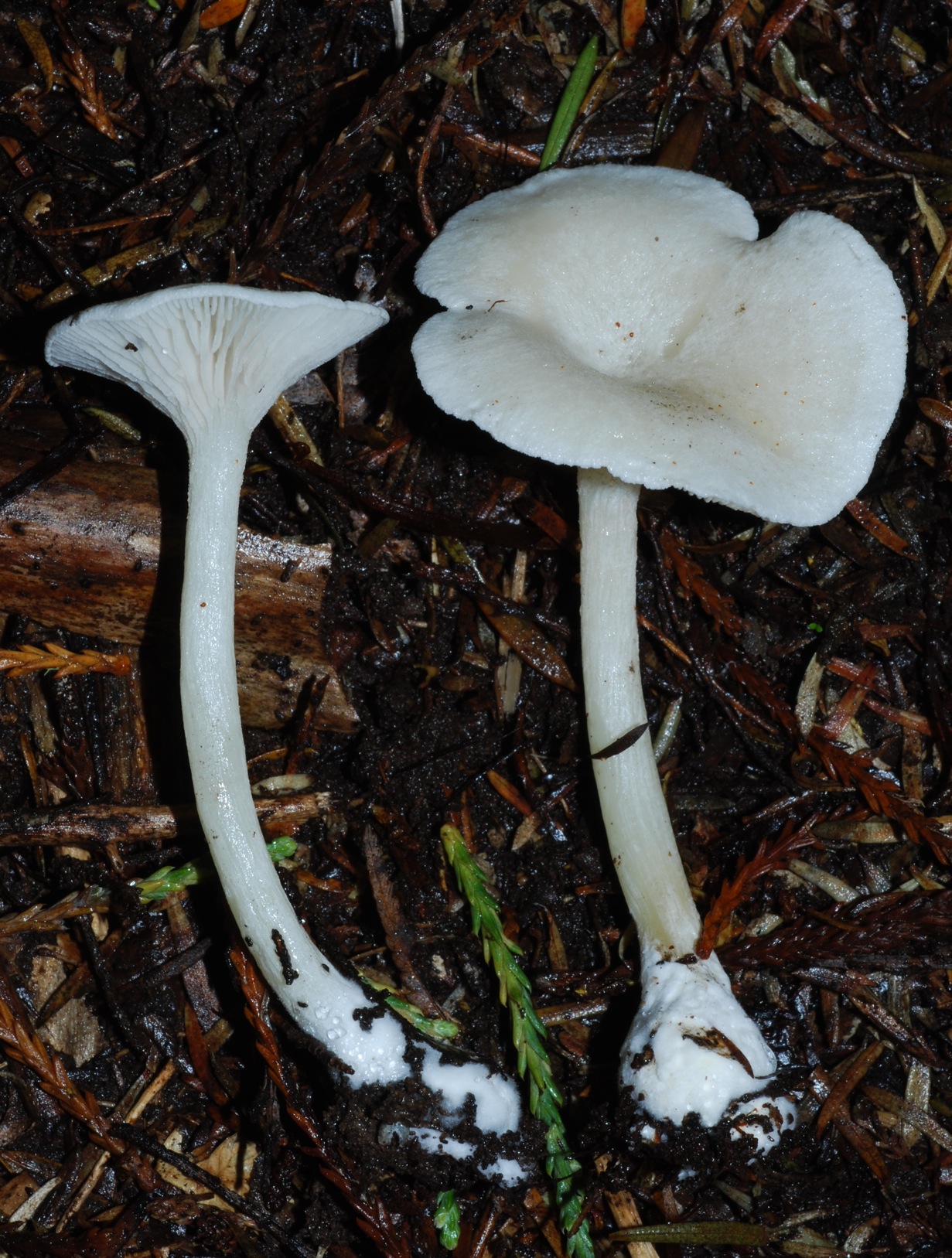 Entoloma_peralbidum_44188.jpg