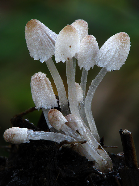 jan_komar_180903.jpg