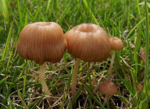 e_pulchellum_003.jpg