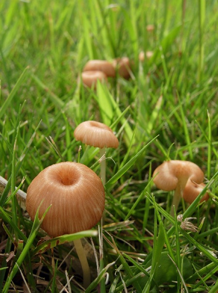 e_pulchellum_001.jpg