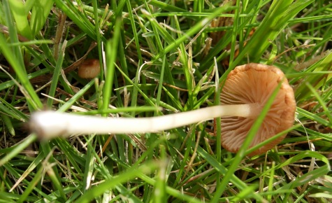 e_pulchellum_002.jpg