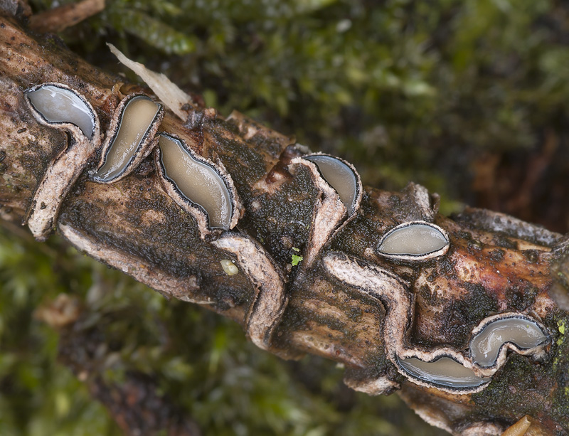 Colpoma quercinum.jpg
