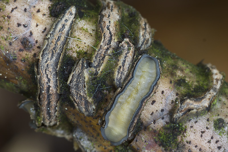 Colpoma quercinum2.jpg