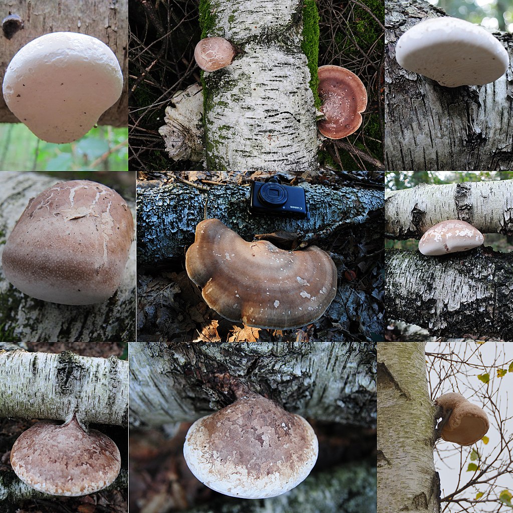 1024px-thumbnail.jpg