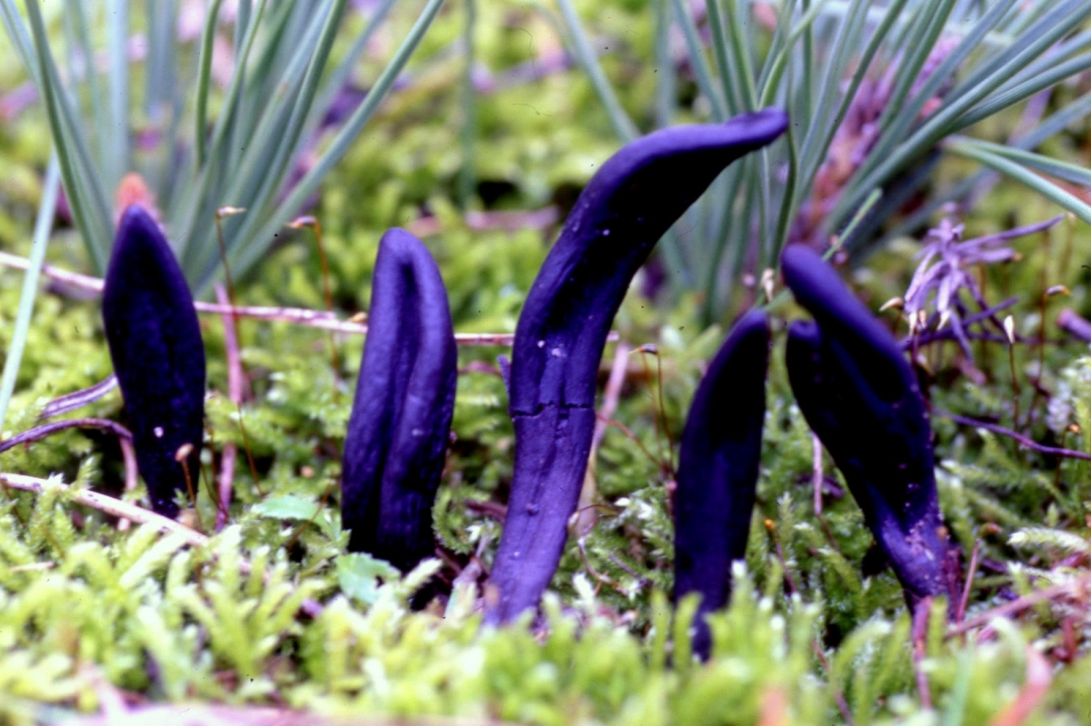 GEOGLOSSUM GLABRUM C20.jpg
