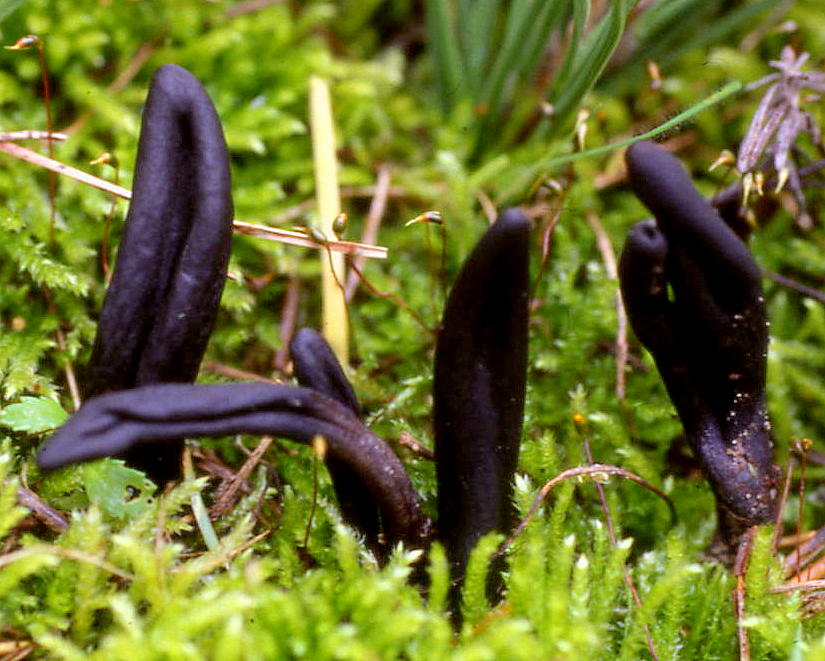 geoglossum glabrum C8.jpg