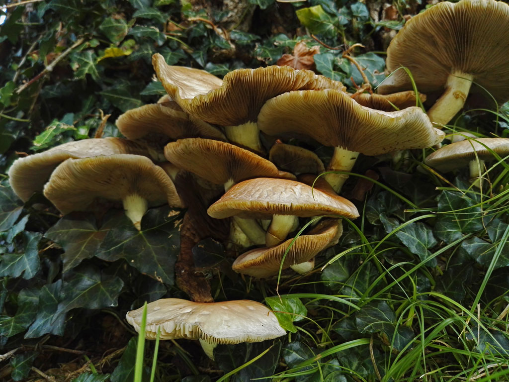 cylindracea11.jpg