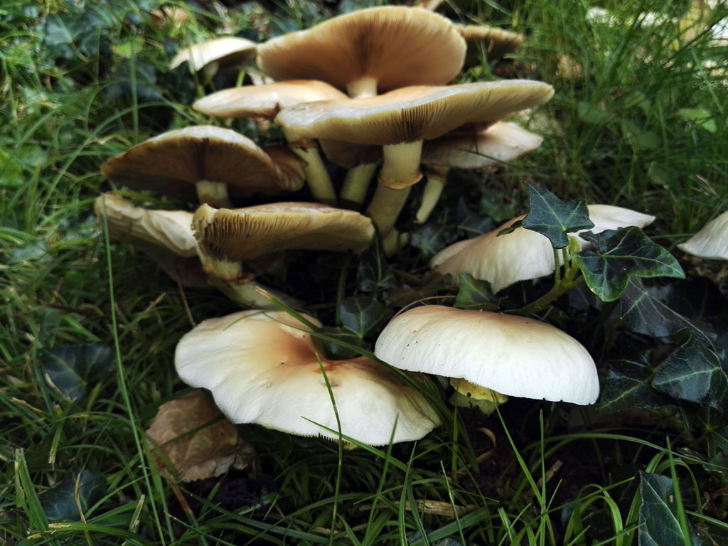 cylindracea12.jpg