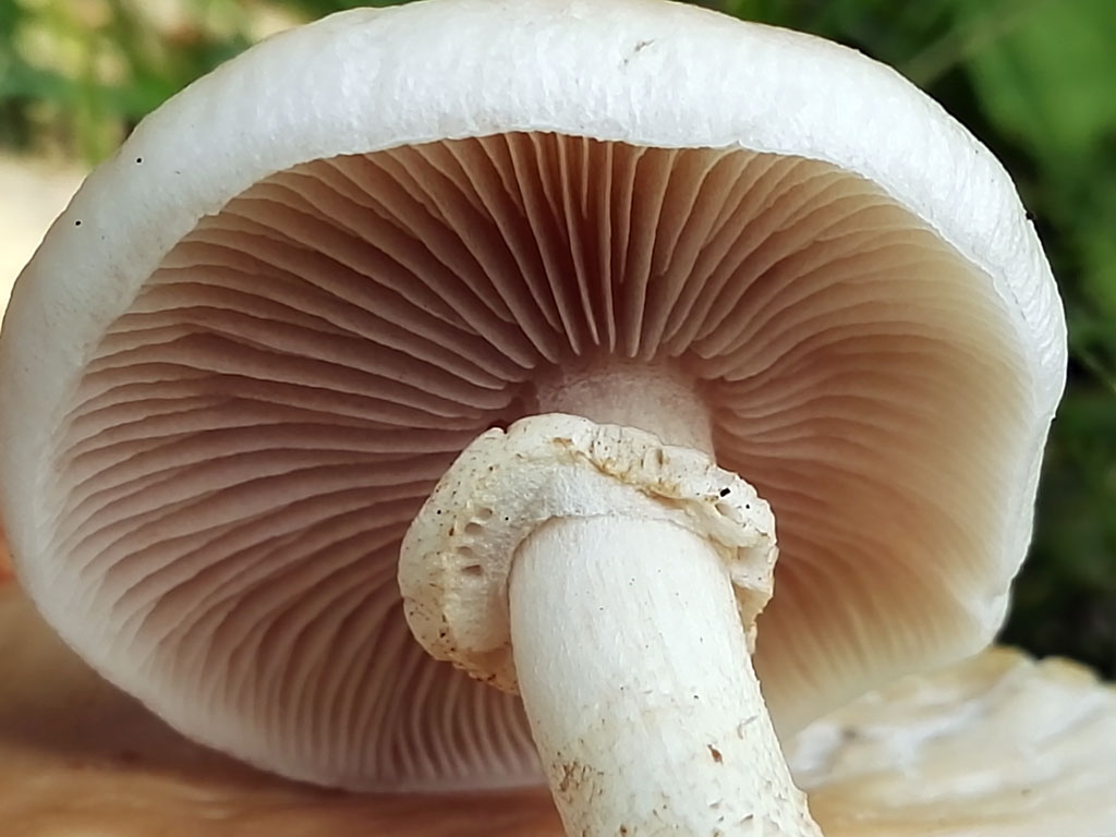 cylindracea4.jpg