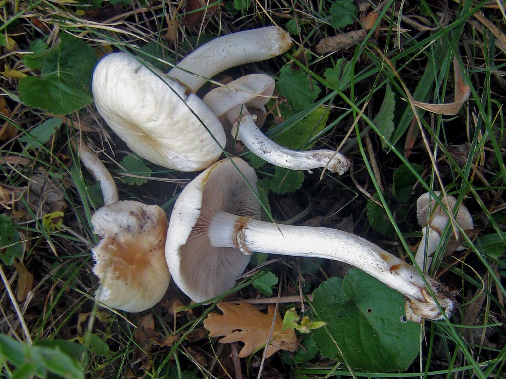 cylindracea1.jpg