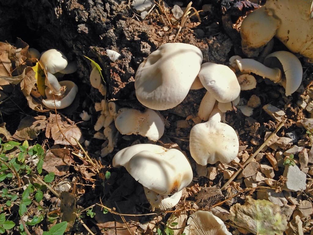 cylindracea8.jpg