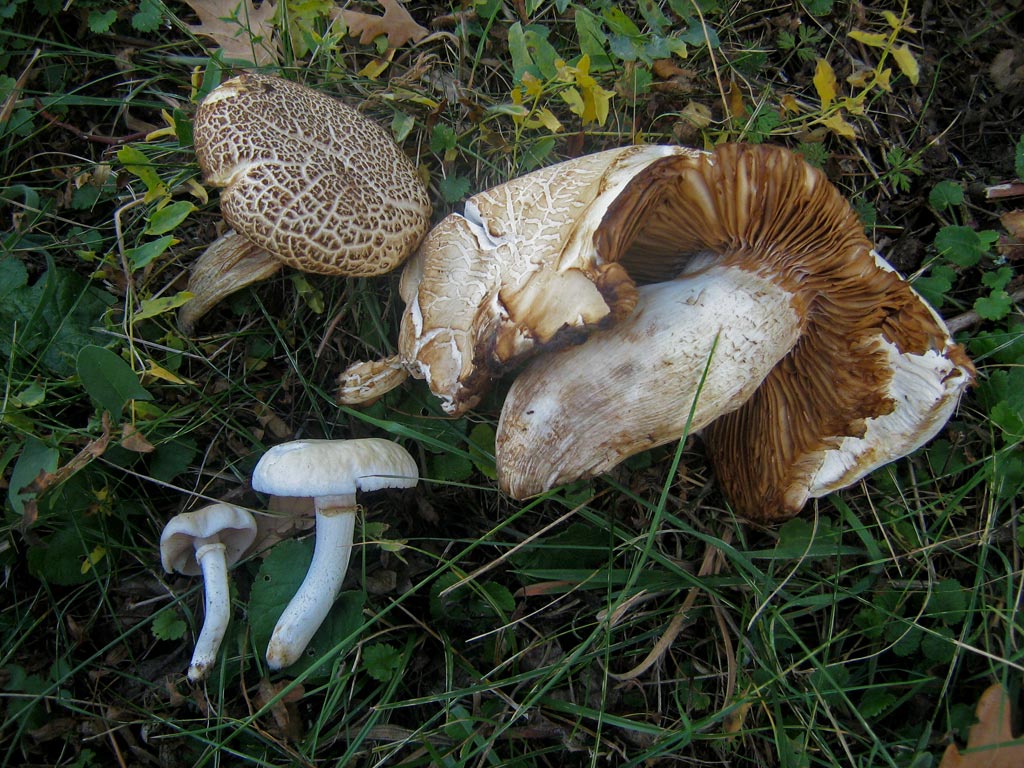 cylindracea3.jpg