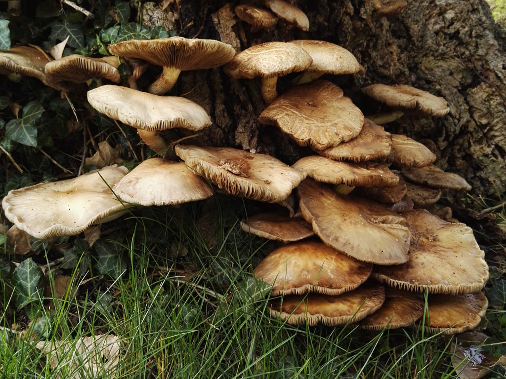cylindracea7.jpg