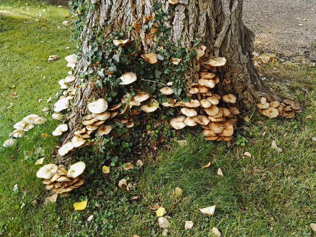 cylindracea6.jpg
