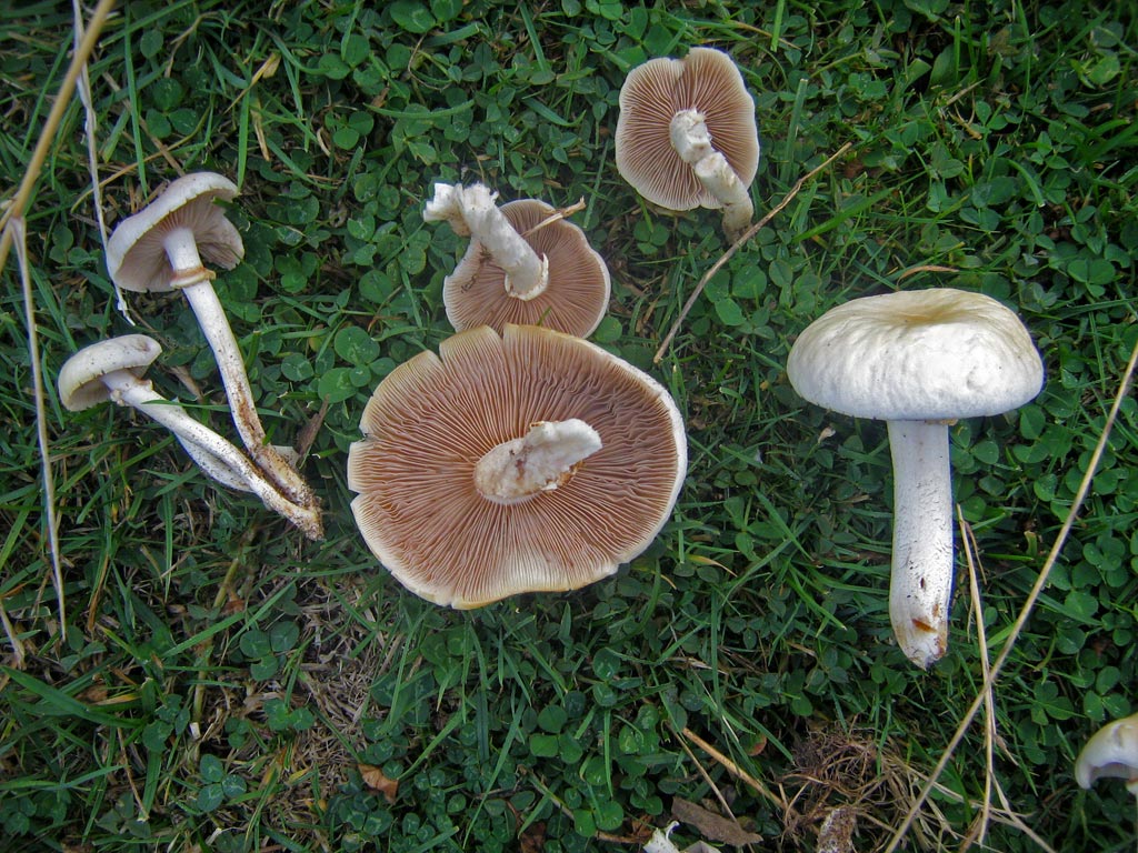 cylindracea2.jpg