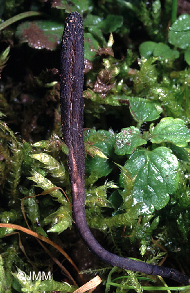 Geoglossum peckianum.JPG