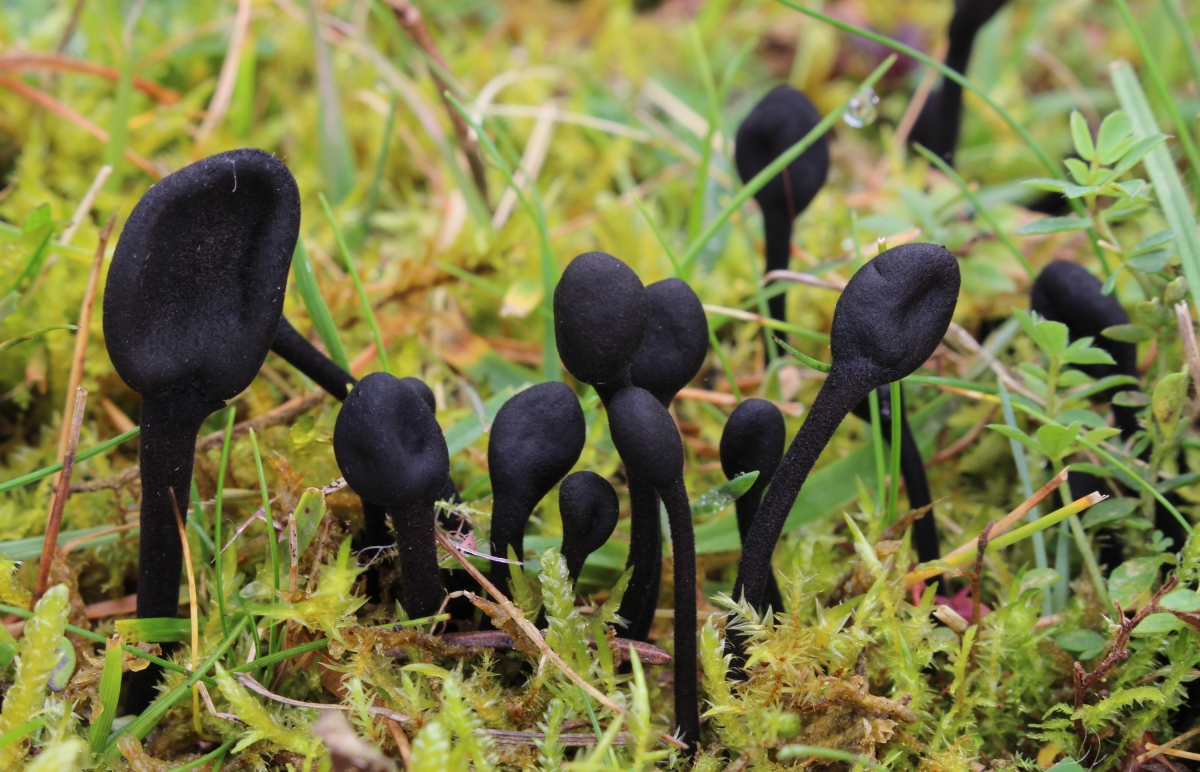 Gemeine_Haarzunge_Trichoglossum_hirsutum.JPG