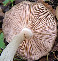 entoloma-rhodopolium3.jpg