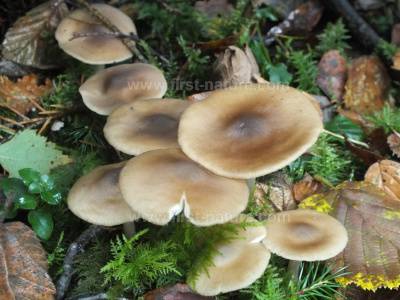 entoloma-rhodopolium4.jpg