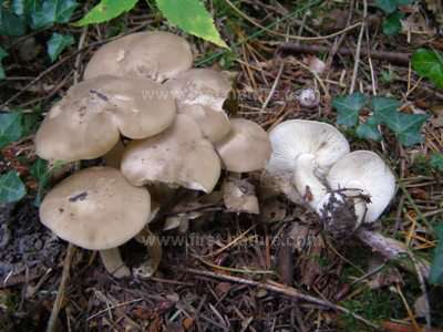 entoloma-rhodopolium1.jpg