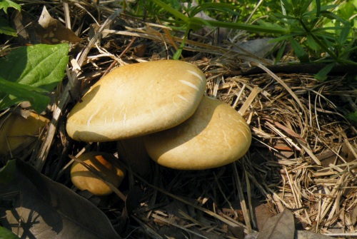 a_farinacea_001.jpg