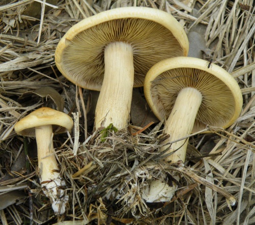 a_farinacea_003.jpg