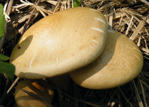 a_farinacea_002.jpg