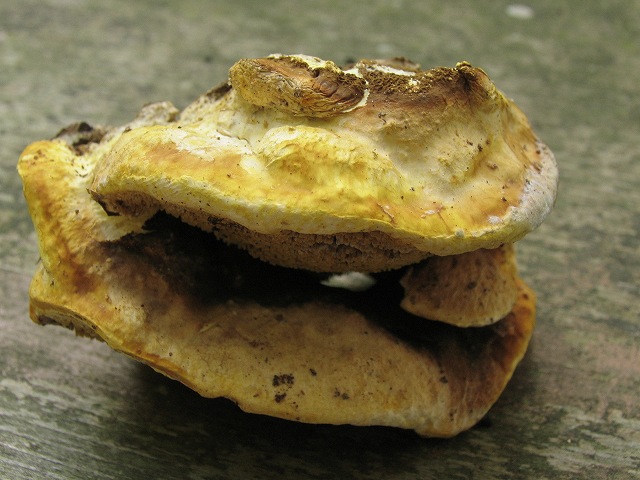 koujin_1219239235000_ogasawaraharihiratake.jpg