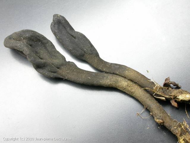 Trichoglossum_octopartitum_2010_jd_2.jpg