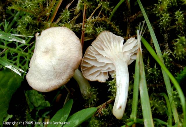 Entoloma_rugosum_2005_jd_1.jpg
