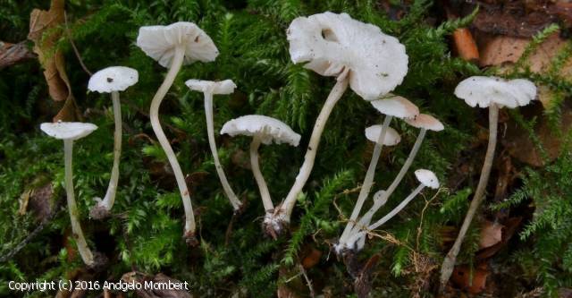 Entoloma_rugosum_2016_am_1.jpg