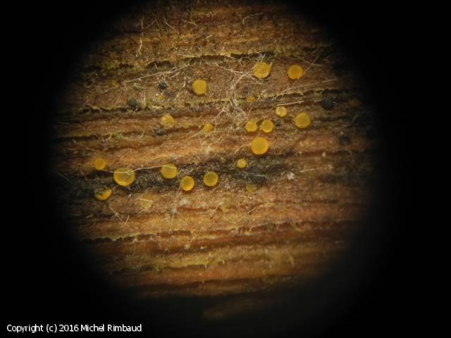 Orbilia_coccinella_2016_mr_1.jpg