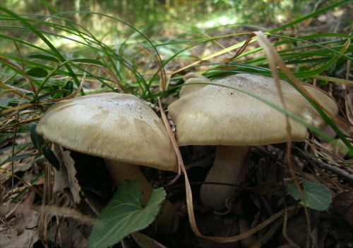 e_sarcopum_004.jpg