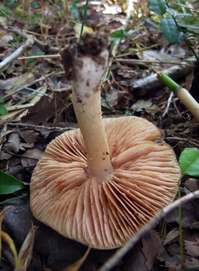 e_sarcopum_006.jpg