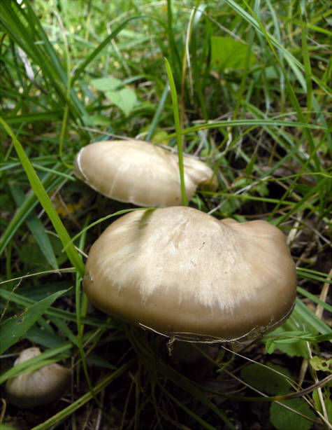 e_sarcopum_001.jpg