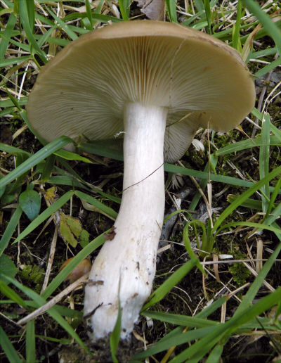 e_sarcopum_003.jpg